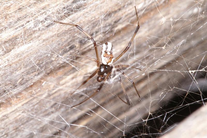 Latrodectus_hasselti_D3643_Z_85_Hamelin pool_Australie.jpg